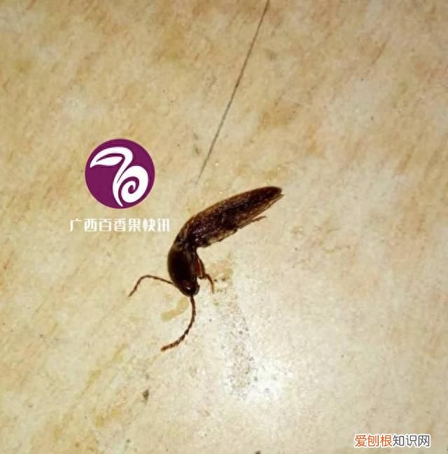 种百香果用什么方法才不会长虫呀