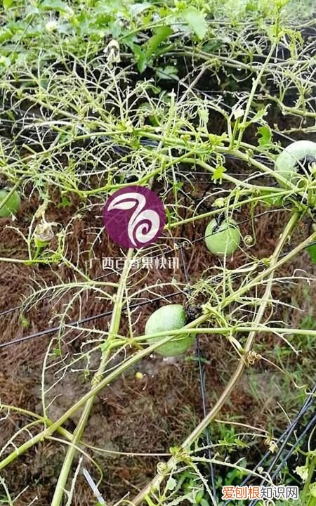种百香果用什么方法才不会长虫呀