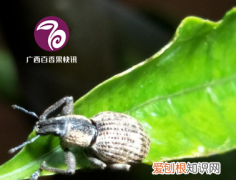 种百香果用什么方法才不会长虫呀