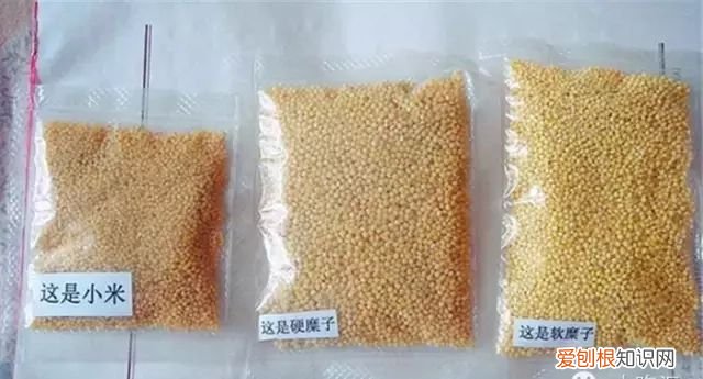 几种茶汤的成分比较 茶汤的原料是什么做的