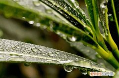 2023谷雨前后小麦需要打药吗 小麦谷雨要做什么
