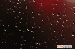关于谷雨的唯美句子有哪些 好听的谷雨句子大全