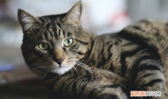 猫能吃萝卜，猫咪可不可以吃白萝卜