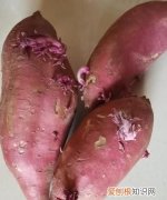 蜜薯长芽了还能吃，蜜薯发芽了还能不能吃