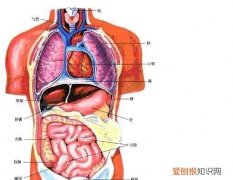 下腹部有什么器官，人体的左下腹部是什么器官