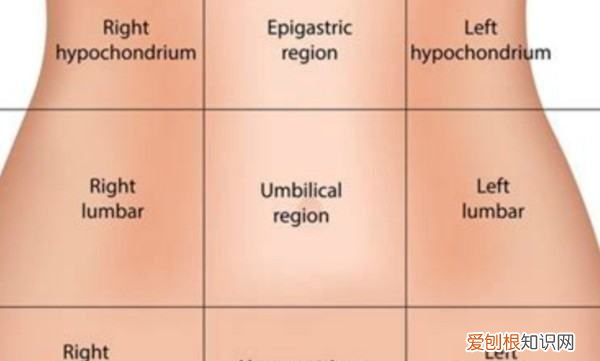 下腹部有什么器官，人体的左下腹部是什么器官