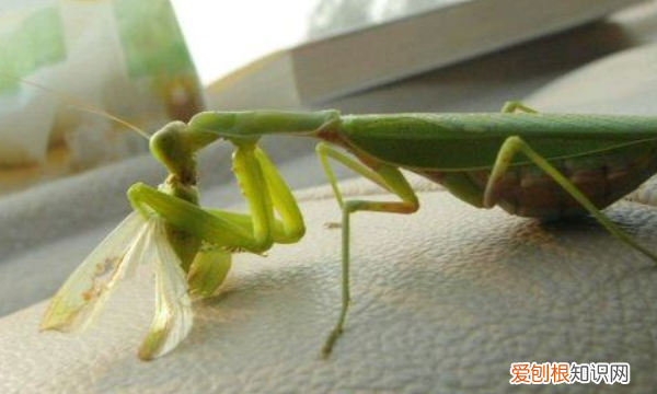 宠物螳螂有哪些，独角仙和螳螂哪个厉害