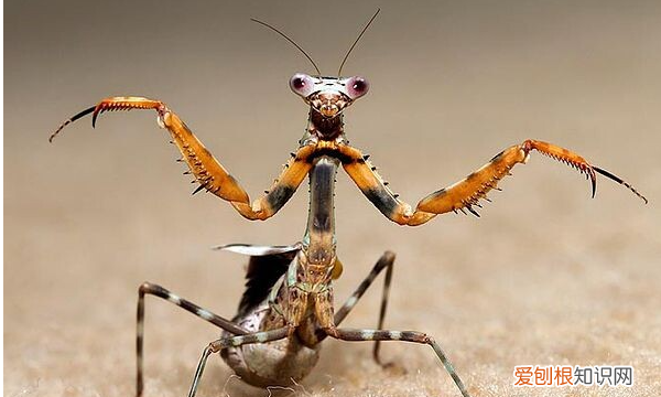 宠物螳螂有哪些，独角仙和螳螂哪个厉害