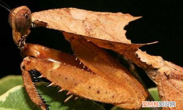 宠物螳螂有哪些，独角仙和螳螂哪个厉害