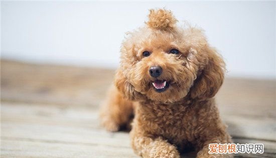 狗狗能天天啃骨头，狗狗可以天天啃猪骨头吗