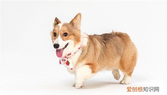 狗狗能天天啃骨头，狗狗可以天天啃猪骨头吗