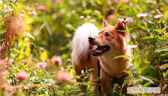 狗狗能天天啃骨头，狗狗可以天天啃猪骨头吗