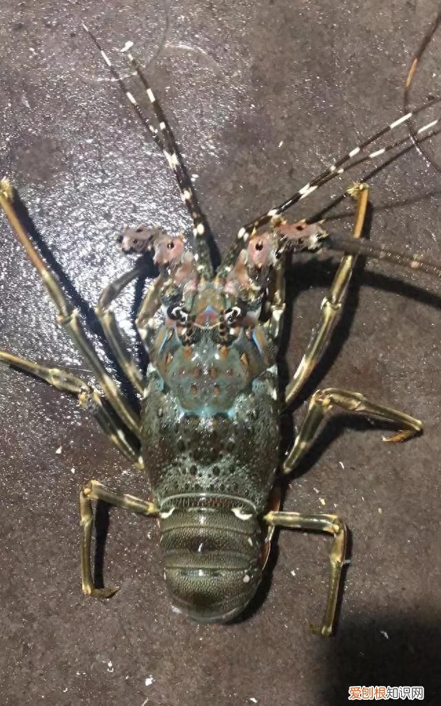 海鲜你不知道的秘密