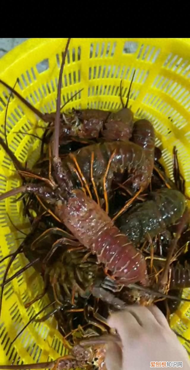 海鲜你不知道的秘密