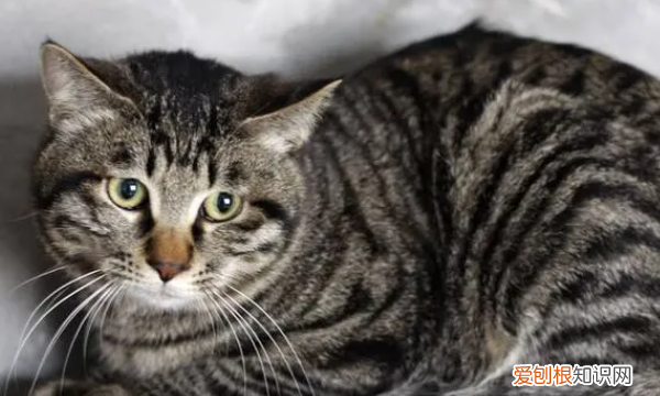 狸花猫特点，狸花猫的外貌描写作文