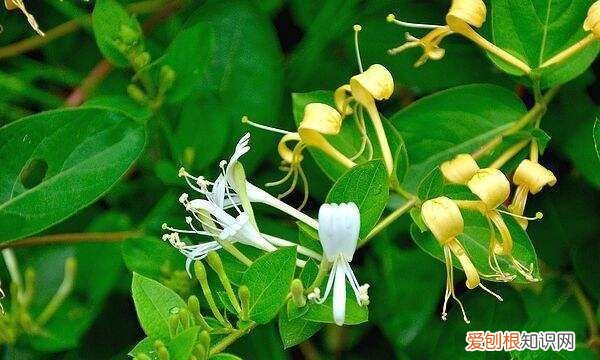 金莲花和金银花有什么区别，金莲花和金银花药有什么区别