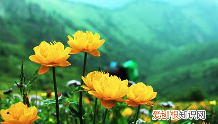 金莲花和金银花有什么区别，金莲花和金银花药有什么区别