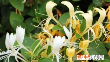 金莲花和金银花有什么区别，金莲花和金银花药有什么区别