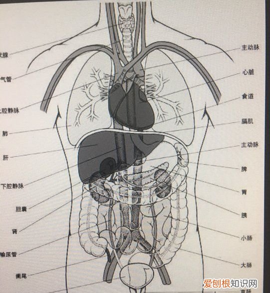 左下腹是什么部位，左下腹有什么器官,为什么会痛