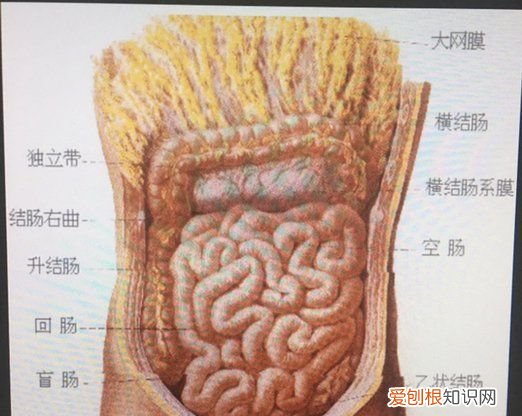 左下腹是什么部位，左下腹有什么器官,为什么会痛