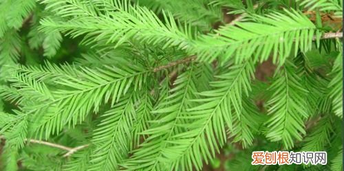 水杉是什么植物