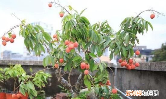荔枝怎么种植，盆栽荔枝的栽培方法