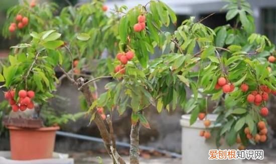 荔枝怎么种植，盆栽荔枝的栽培方法