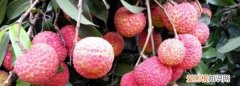 荔枝怎么种植，盆栽荔枝的栽培方法