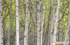 白桦树需要种多久