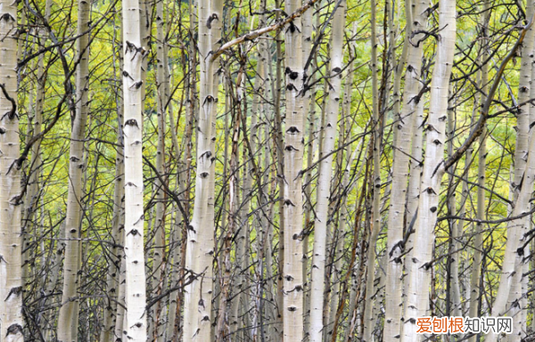 白桦树需要种多久