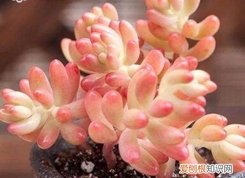 肉肉怎么浇水,多肉植物晚上浇水还是早上浇水好