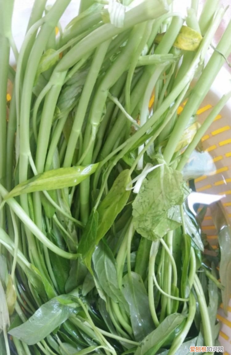 空心菜要摘叶子