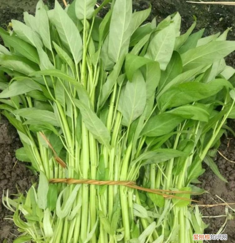 空心菜要摘叶子