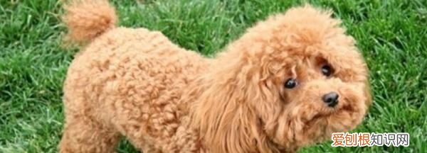 泰迪狗狗可以吃芋头，泰迪能吃土豆吗熟的