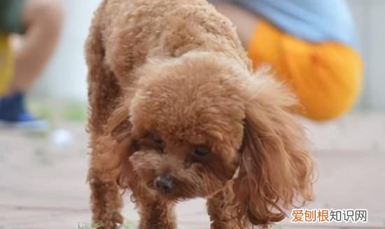 泰迪狗狗可以吃芋头，泰迪能吃土豆吗熟的