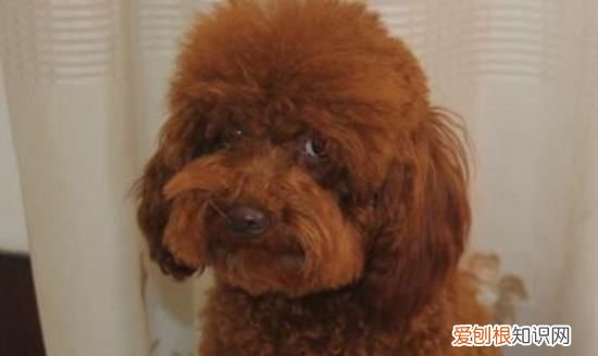 泰迪狗狗可以吃芋头，泰迪能吃土豆吗熟的