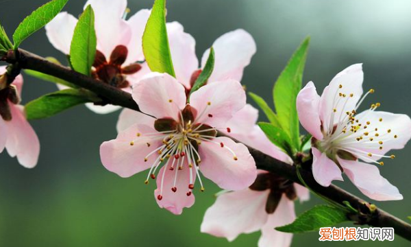 桃花有叶子,桃花开时为什么没叶子呢