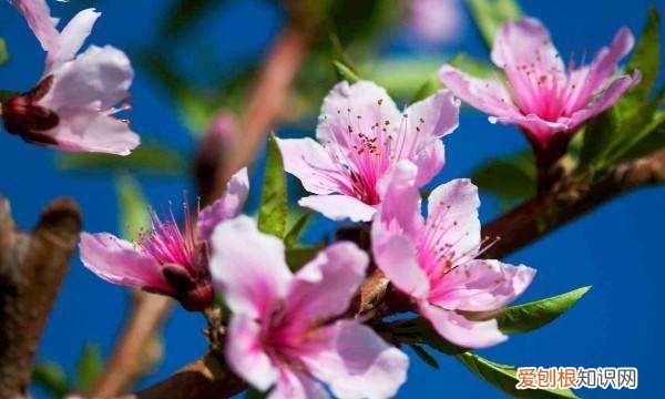 桃花有叶子,桃花开时为什么没叶子呢