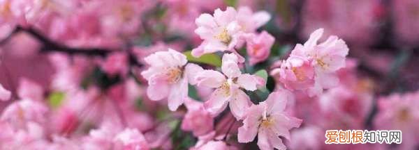 桃花有叶子,桃花开时为什么没叶子呢