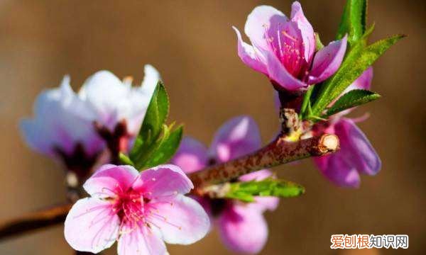 桃花有叶子，桃花开时为什么没叶子呢