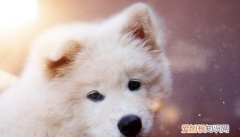 狗狗绝育后几天恢复，狗狗绝育手术大概要多少钱