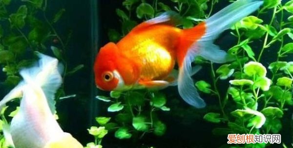 草缸可以养金鱼，草缸养鱼需要注意的事项有哪些呢