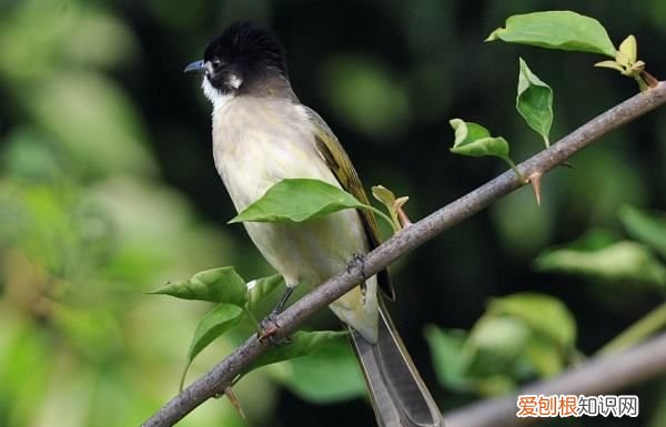 这是什么鸟,兮心鹎是什么