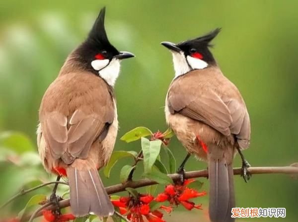 这是什么鸟,兮心鹎是什么