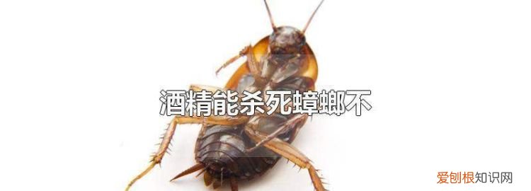 蟑螂怕酒精吗,杜比亚蟑螂粪便怎么清理
