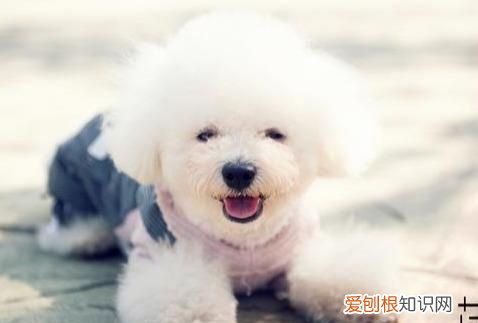 十一回家行李收拾清单