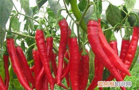 新鲜辣椒籽可以直接种，新鲜辣椒种子可以种吗