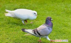 什么样的鸽子容易丢，为啥母鸽飞走几率高呢
