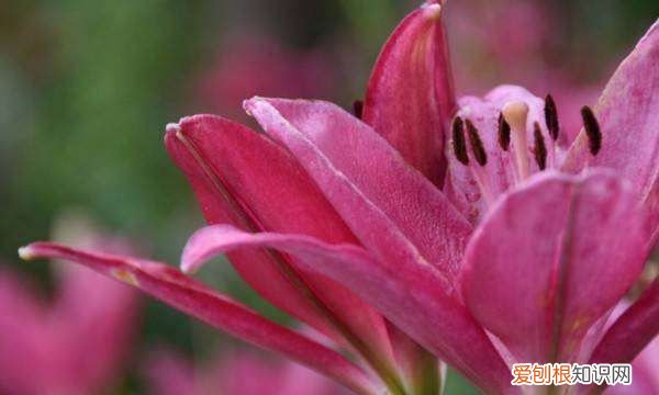 百合花的球根怎么保存,百合花的根今年挖出来明年种了还能不能活