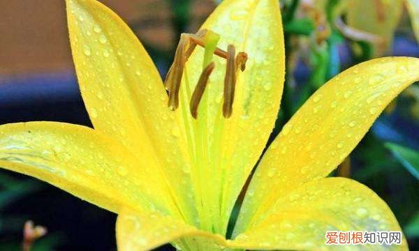 百合花的球根怎么保存,百合花的根今年挖出来明年种了还能不能活